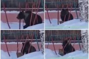 熊出没注意！俄罗斯西伯利亚黑熊荡秋千萌爆