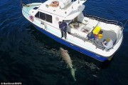 英国男子出海钓鱼意外捕获全欧洲最巨大的鲨鱼