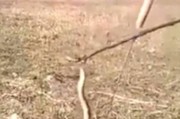 印度阿萨姆邦年轻男子用树枝捕捉到蛇后用牙齿将蛇皮硬生生咬下来