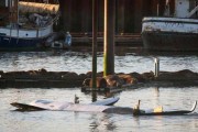 美国俄勒冈州上百只海狮占据码头 出动10公尺长大型机器虎鲸驱赶