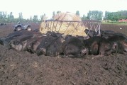 美国南科达他州闪电击中金属饲料桶 21头牛活活被电死
