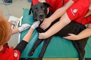 英国黑色拉布拉多犬8年来捐血26次拯救104只狗狗的性命