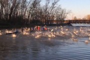 美国密苏里州大群亚洲鲤鱼河中乱跳吓倒学生