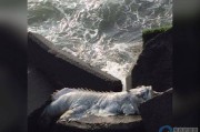 台湾网友在屏东海鸥公园钓鱼时发现“白鳍海怪” 资深钓客：死亡多时的龙胆石斑