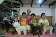 上海宠物美容师培训（上海宠物美容）