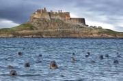英国摄影师在诺森伯兰郡海边拍摄到20只海狮在海中探头 网民斥造假
