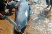 广东省雷州市海滩搁浅鲸鱼获村民相救 游向深海时仍回头望