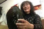 台湾花莲一户人家清理废弃10多年鱼池时意外发现比脸还要大的巨型圆蚌