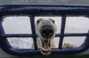 挪威北部斯匹次卑尔根岛好奇北极熊绕船而行