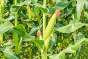 锈病对玉米的影响 锈病对玉米的影响是什么