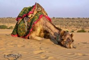 印度一只骆驼因为主人只顾闲聊忘记替它解开缰绳被暴晒一整天 发狠咬下主人脑袋