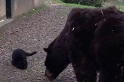 美国加州佛森市动物园流浪猫钻进大黑熊栏舍不但没出事还包吃包住