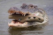 鳄鱼把宝宝放在嘴里带它过河？只是一只“鳄鱼鞋”