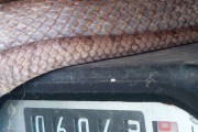 英国抄电表工人打开电表箱发现1.2米长玉米蛇