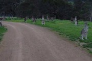 澳大利亚男子骑车穿过公园时引起众多袋鼠集体注视 场面凝重可怕