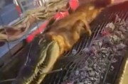 泰国街上竟有鳄鱼及大蛇串烧BBQ 网民：对不起动物