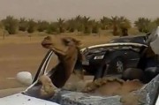 骆驼与汽车相撞竟然丝毫无损？