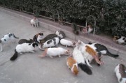 上海宠物猫领养（上海宠物医院）