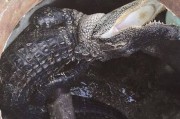 美国佛罗里达州派内拉斯县及时救出身陷下水道的鳄鱼