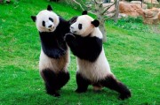 中国有多少大熊猫（一只大熊猫值多少亿元）