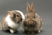 宠物兔子养殖（宠物兔子养殖场）