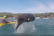 新西兰2名男子划独木舟 突然一只海狮从水中窜出对着镜头张嘴