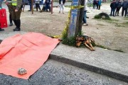 智利男子车祸丧生 忠心狗狗守在遗体旁不愿离开