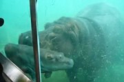 母爱真伟大：美国动物园河马妈妈尝试把年幼子女推上水面助其呼吸