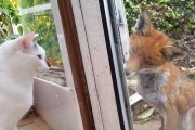 初次见面请多指教！英国野生狐狸和家中猫咪隔着玻璃互相打量