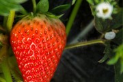 天仙醉草莓苗品种介绍 天仙醉草莓苗品种的介绍