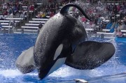 被指曾杀害3名训练员 美国奥兰多海洋世界杀人鲸Tilikum离世