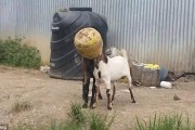 匪夷所思：尼泊尔两只山羊同被一个罐子卡头