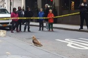 美国红尾鹰撞伤头部 呆呆降落曼哈顿街道