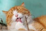 吃猫粮和吃饭的猫有什么区别 吃饭的猫和吃猫粮的猫