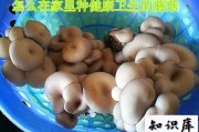 怎么在家里种健康卫生的蘑菇 自己家里如何种蘑菇