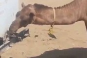 哈萨克一只骆驼会用嘴扭开水龙头喝水