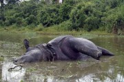 印度又发生性侵惨案：母犀牛因拒绝和两只公犀牛交配被它们联合撞死