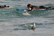 澳洲滑浪手惊魂：4米巨鲨伴游5分钟