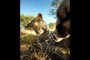 南非花豹很好奇 伸爪摆自拍