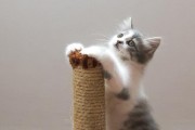 小猫一直打喷嚏是怎么回事 小猫一直打喷嚏的原因 小猫总是打喷嚏