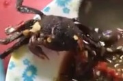 泰国沙拉中的螃蟹突然“复活”逃命