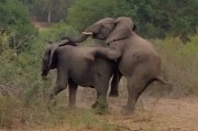 南非公象想要跟母象亲密时忽然拉肚子 还踩屎滑倒