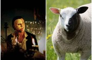 英国赫里福德郡阴阳面“魅影”（The Phantom）羊成农场吉祥物