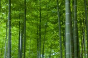 竹子的生长环境 竹子的生长环境是怎样的