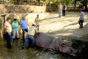 中美洲萨尔瓦多国家动物园15岁河马被人用坚硬利器打死
