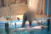 训练海豚排精等同性侵？荷兰动物组织提控被拒