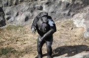 朝鲜首都平壤动物园新明星黑猩猩“杜鹃花”每日吸一包烟