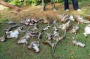 泰国尖竹汶府学校大树突然倒下 52只熟睡猴子惨死