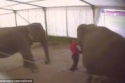 大英马戏团驯兽师英国巡演时虐待大象引起公愤