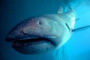 今日更新：世界上最大的鱼（世界上最大的鱼蓝鲸）